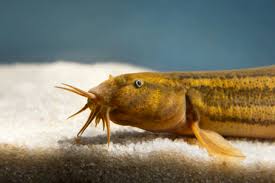 Tropical Fish Hobbyist - Sep/Oct 2021 - Bottom Of The Tank