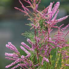 We did not find results for: Buy Tamarisk Tamarix Ramosissima Pink Cascade 19 99 Delivery By Crocus