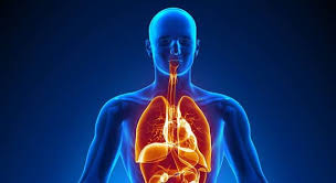 You can use this swimming information to make your own swimming trivia questions. What System Of The Human Body Trivia Questions Quizzclub