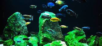 How To Set Up An African Cichlid Aquarium The Aquarium Club