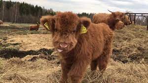 Scottish Highland Cattle In Finland Osku The Fluffy Calf Always Ready For Some Filming Youtube