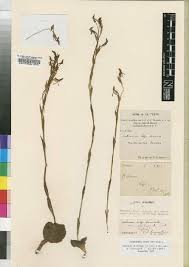 Image result for Habenaria tentaculigera