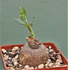 Image result for Pterodiscus elliottii