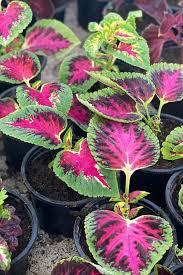 Image result for Coleus foliatus