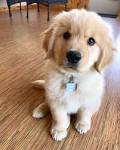 Golden Retriever Puppies For Sale - AKC PuppyFinder