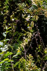 Image result for Oncinotis tenuiloba