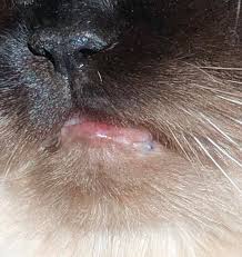 Additional tips to prevent acne in cats. Discovered My Cat Has Feline Acne Popping