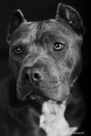 Doggyloot Discover New Products For Your Dog Pitbull Terrier Pitbulls Pitbull Dog