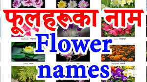 Common kinds of flowers with name and picture. Names Of Flowers In English And Nepali à¤« à¤²à¤¹à¤° à¤• à¤¨ à¤® Youtube