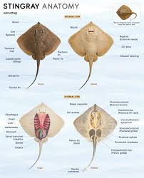 Image result for Stingray