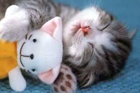 Sevimli Hayvanlar Cute Animals Cute Kittens Hayvan Bebekler Kedileri Seviyorum