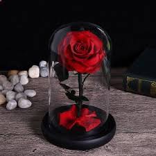 The rose appears in both issues of the comic. Red Rose In Glass Jar Beauty And The Beast Rose In Glass Dome Forever Rose Preserved Rose Longlasting Pres Beautiful Valentine Beauty And The Beast Glass Decor