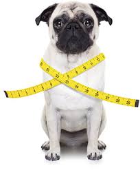 Use the measurements below to help you choose the right collar for a healthy, happy pet. Dog Neck Size By Breed Dog Bandana Sizes