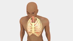 34+ listes de stomach ribs lungs picture! Lungs And Rib Cage Stock Illustration Illustration Of Falseribs 101914114
