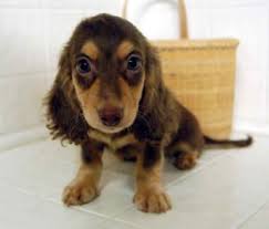 Black And Cream Dachshund Puppies Chocolate And Cream Longhair Miniature Dachshund Puppy Dachshund Puppy Miniature Dachshund Puppies Dachshund