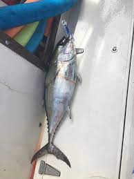 The website is not responding to anyone. Cooler Full Of Tunas Picture Of Culebra Bluewater Charters Puerto Rico Tripadvisor