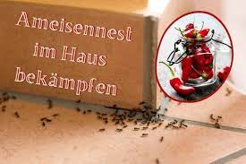 Diese mittel helfen schnell und zuverlässig gegen ameisen im haus. Ameisennest Im Haus Was Tun 8 Empfehlungen