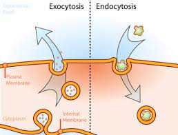 Jul 24, 2012 · what are the similarities between endocytosis and exocytosis? Exocytosis And Endocytosis Read Biology Ck 12 Foundation