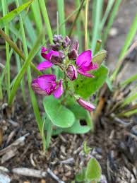Image result for Polygala ohlendorfiana