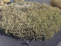 Image result for Euphorbia griseola