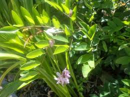 Image result for Indigofera erythrogramma