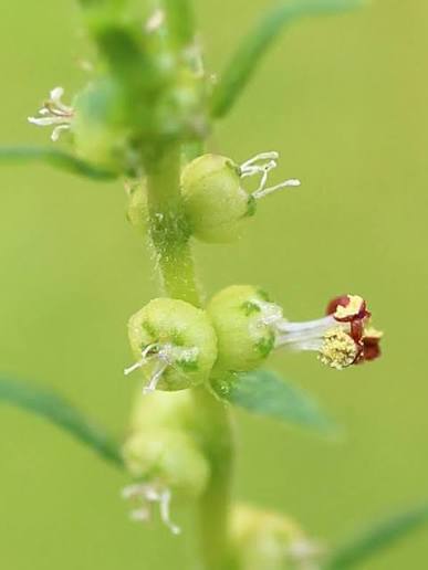 コキア (ホウキギ) - 植物図鑑 hananani.com