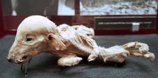 Pics Of Chernobyl Mutations Chernobyl Disaster Chernobyl Nuclear Disasters