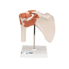 The gh, ac and sc joints link the upper extremity to the axial skeleton. Anatomical Teaching Models Joint Models Functional Shoulder Joint