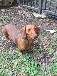 Short, long and wire hair. Austin Tx Dachshund Meet Nalah A Pet For Adoption