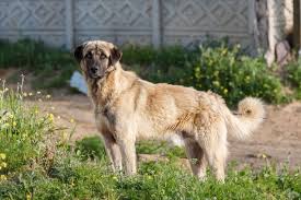 Also seen in the breed are ankyloglossia, a condition affecting the tongue, carpal laxity syndrome and congenital deafness. Anatolian Shepherd Dog Breed Guide Everything You Need To Know All Things Dogs All Things Dogs
