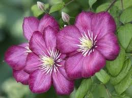 We did not find results for: Clematis Plants For Fall Tips On Growing Late Blooming Clematis Plants