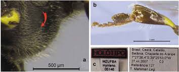 Image result for Enneapogon pretoriensis