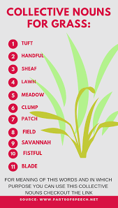 11 2 Collective Noun For Grass And Grapes Parts Of Speech Collective Nouns Nouns Grass