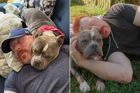 WWE Superstar Sheamus Mourns the Death of His Dog Betty Weeks After She  Completed Chemo