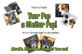 Pin On Pittie Place