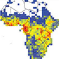 Image result for Acacia adenocalyx