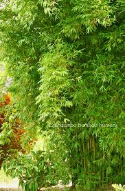 Image result for Laggera gracilis