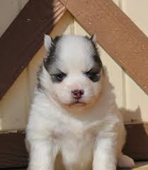 HeavenSent Pomskies (@heavensentpomskies) • Instagram photos and videos