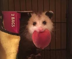 Opossums Here On Instagram Ffnacks Opossums Opossumlove Opossum Opossumy Opossum Opossummeme Cute Anime Babyan Opossum Cute Animals Awesome Possum