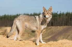 Get a boxer, husky, german ideally i would like a silver sable, sable or white shepherd. Tamaskan Animal Corner