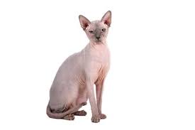 The cost of a health certificate ranges widely depending on what medical tests your pet has needed. Best Cat Food For Sphynx Cats 2021 We Re All About Cats