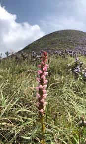 Image result for Satyrium