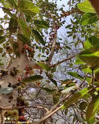 Image result for Vigna racemosa