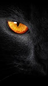 Black Cat Evil Eye Iphone 5 Wallpaper Black Cat Eyes Cute Animals Animals