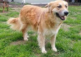 Golden retriever puppies and dogs. Dog Adoption In Sussex Nj 07461 Great Pyrenees Golden Retriever Mixed Medium Coat Dog Gretel Foster Needed