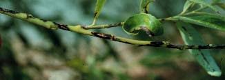 Image result for venturia saliciperda willow tree