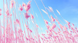 Choose from a curated selection of pink wallpapers for your mobile and desktop screens. Pink Laptop Wallpapers Pink Computer Background 1366x768 Wallpaper Teahub Io