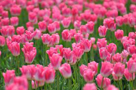 Prayer Tulips And Miracles This Story Will Touch Your Heart Tulips Garden Pink Tulips Tulips