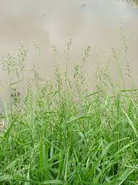 Image result for Polystachya melanantha