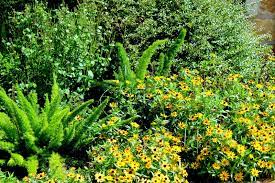 Foxtail Fern Archives Diana S Designs Austin
